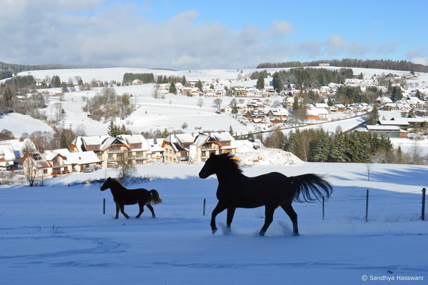 Pferde Wanderreitstation Blue Pony