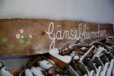 Gänseblümchen Gänseblümchen
