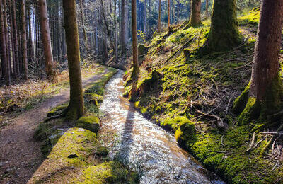 Hintere Wuhr am Vogellehrpfad_2_komprimiert© Hotzenwald Tourismus GmbH